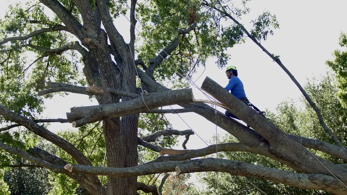Professional Crown Thinning performed by certified arborists in Lakefield